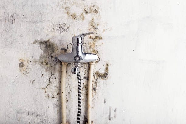 Best Residential Mold Remediation in Mount Angel, OR