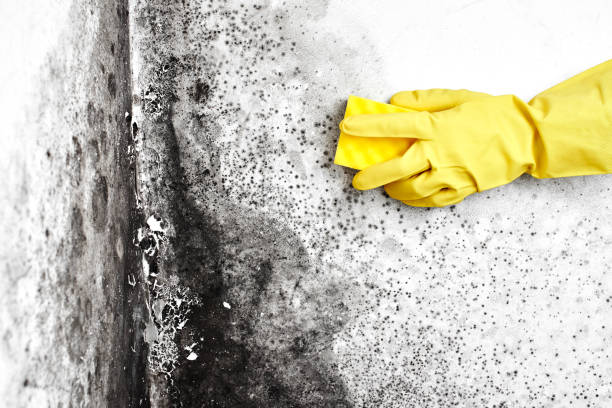 Mount Angel, OR Mold Remediation Company