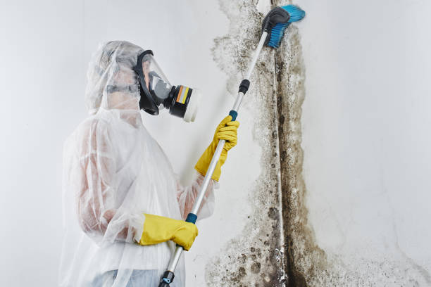Best Residential Mold Remediation in Mount Angel, OR