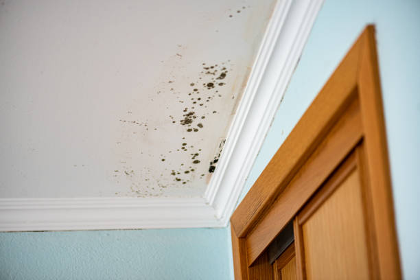 Best White Mold Remediation in Mount Angel, OR