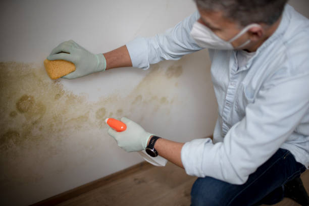 Best Residential Mold Remediation in Mount Angel, OR