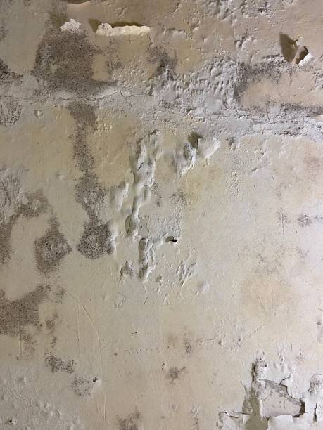 Best Emergency Mold Remediation in Mount Angel, OR