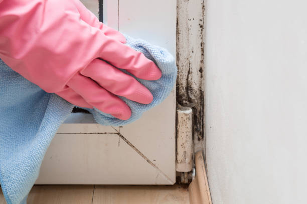 Best Basement Mold Remediation in Mount Angel, OR